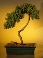 Upright Bonsai.jpg